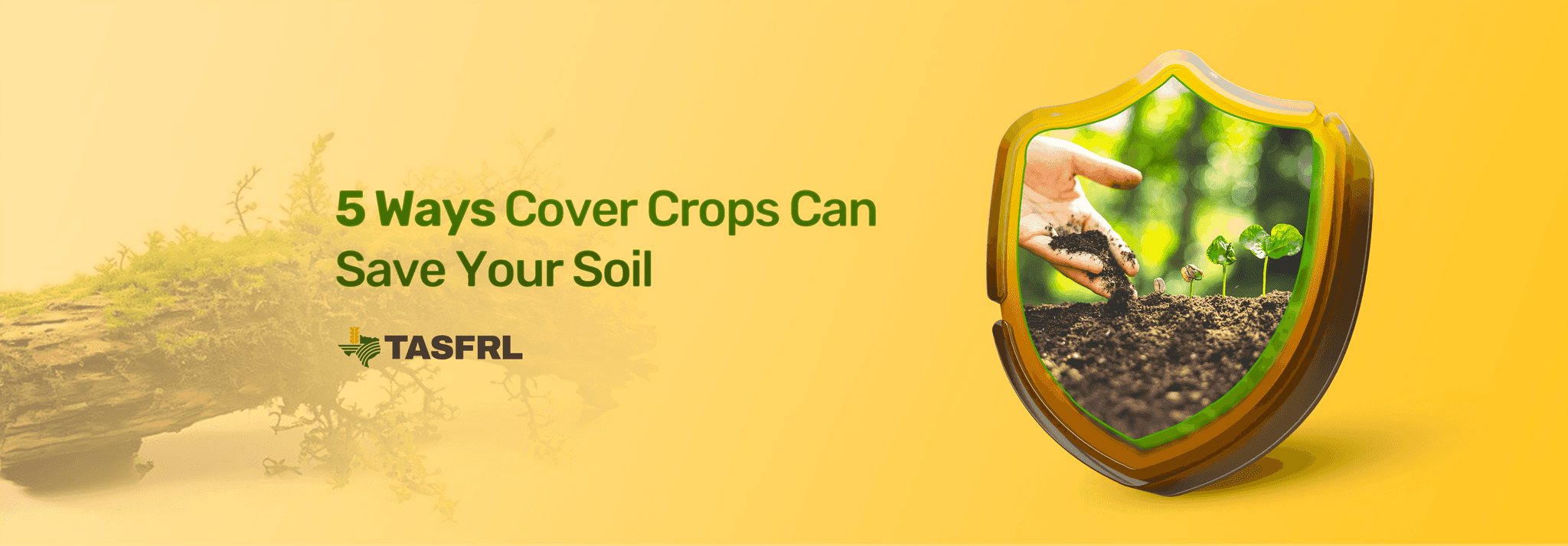 5 Ways Cover Crops Can Save Your Soil