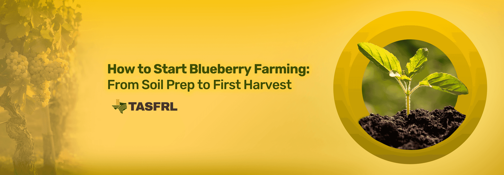 How to Start Blueberry Farming: From Soil Prep to First Harvest 